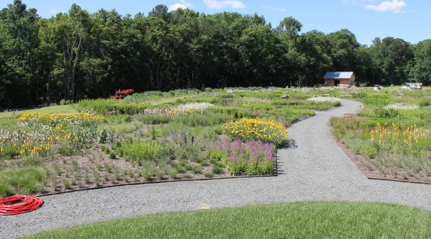 Garden with path
