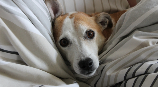 Cozy Dog