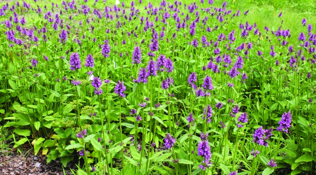 Purple flowers
