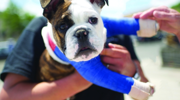 Bulldog with two blue casts