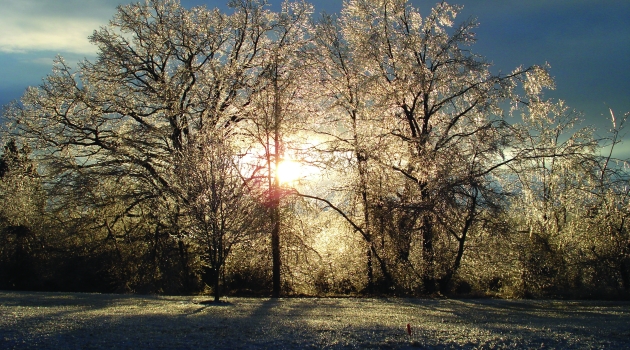 Winter Scene