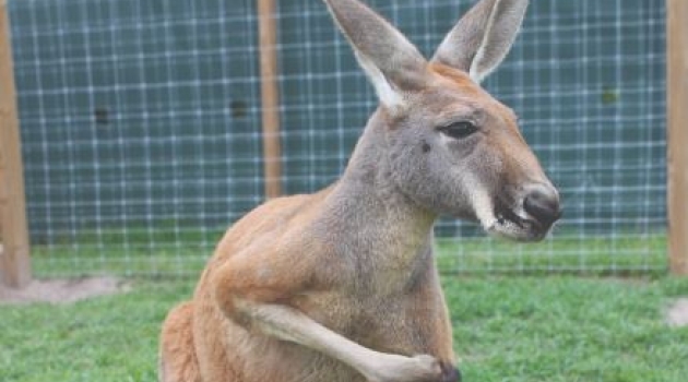 Kangaroo