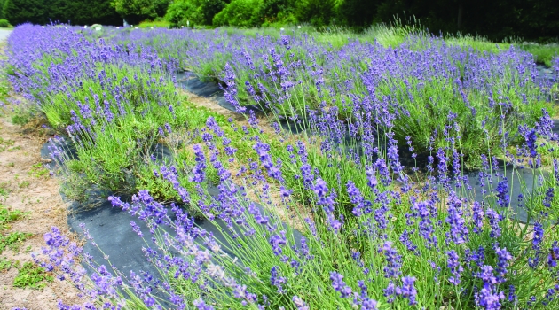 Purple flowers