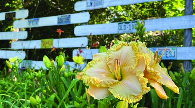 Yellow Lilly