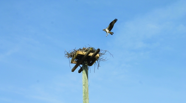 Bird Nest