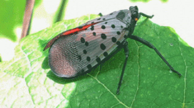 Lanternfly on Leaf