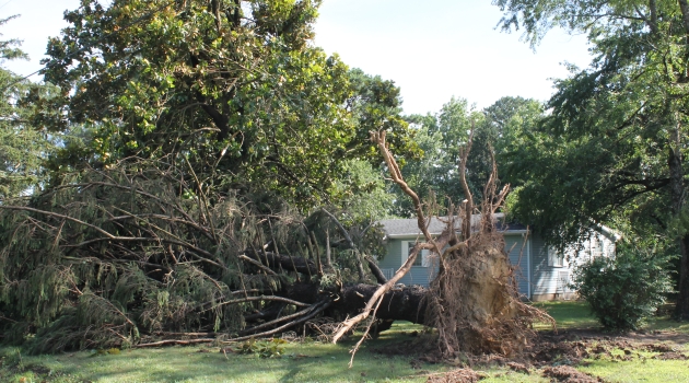 Tree damaged by tornado