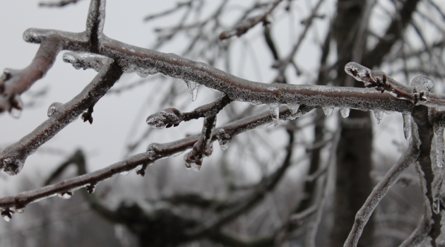 Ice on Twig