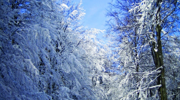 Snow on trees