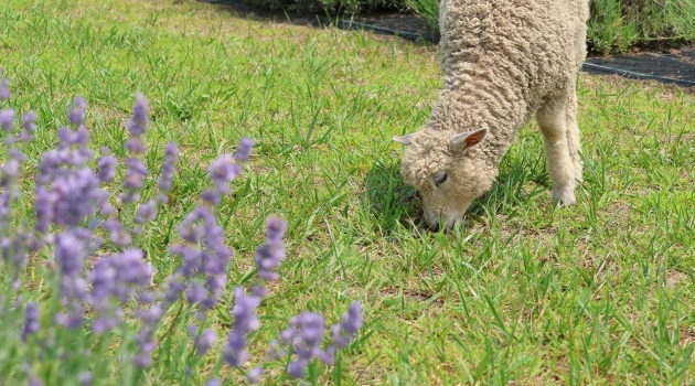 A lamb nibbles on grass in the lavender fields at Brittingham Farms.