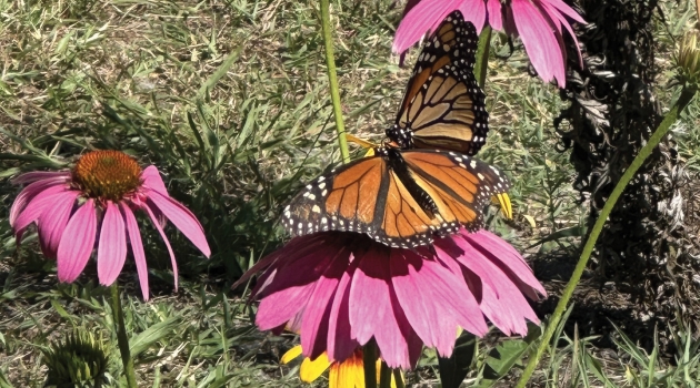 A monarch butterfly perches on a flower in the Cape Henlopen Migratory Monarch Refueling Station, located in Lewes, DE.