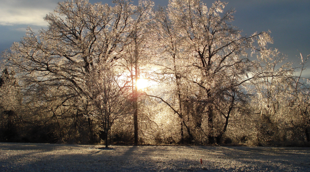 A snow covered tree with the sun behind it