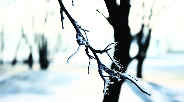 A snowy landscape, highlighting a tree branch lined with snow and ice.
